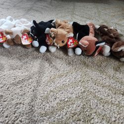 Beanie Babies - Lot of 6 Cats