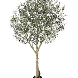 Olive Tree
