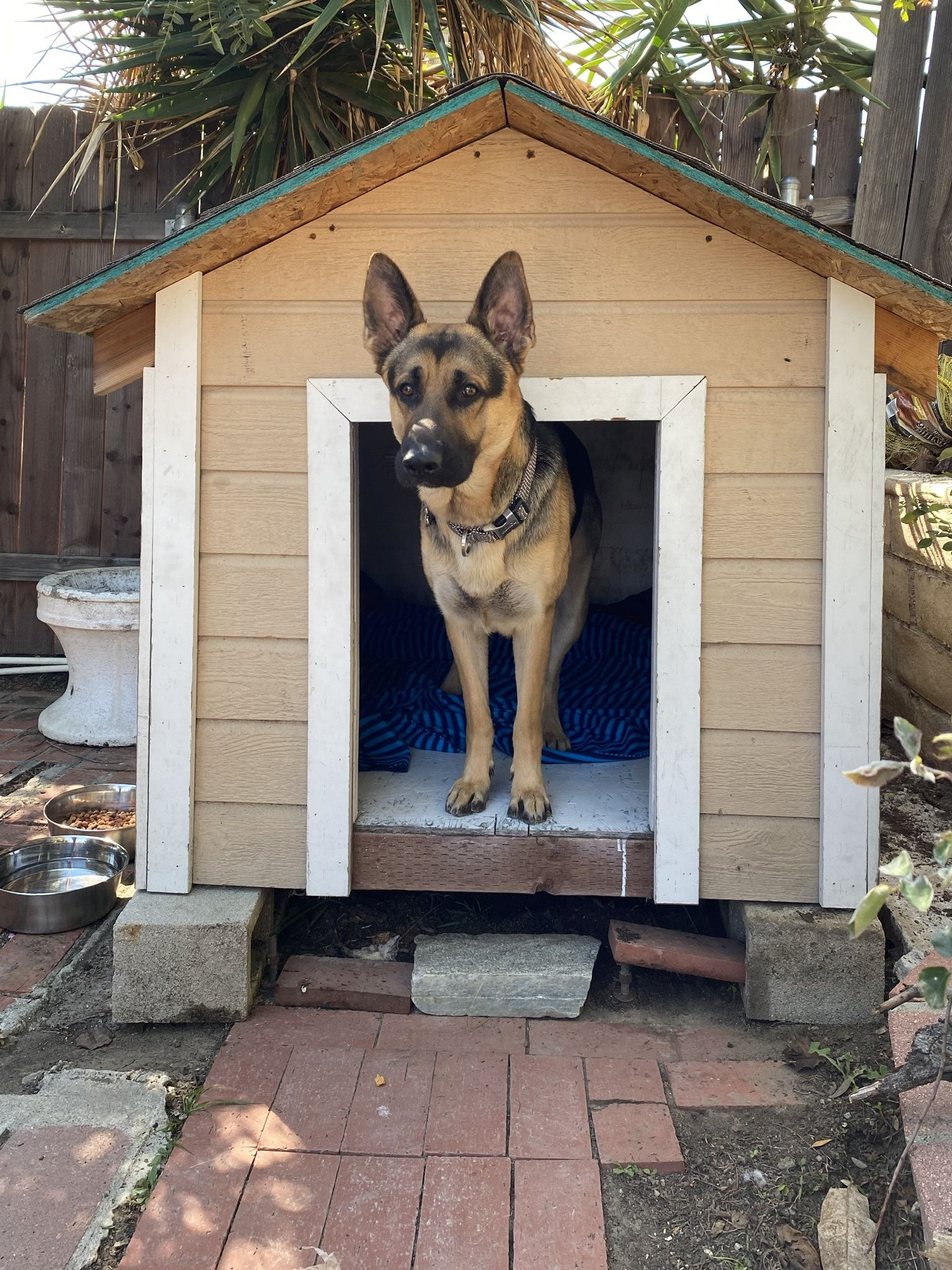 Dog House