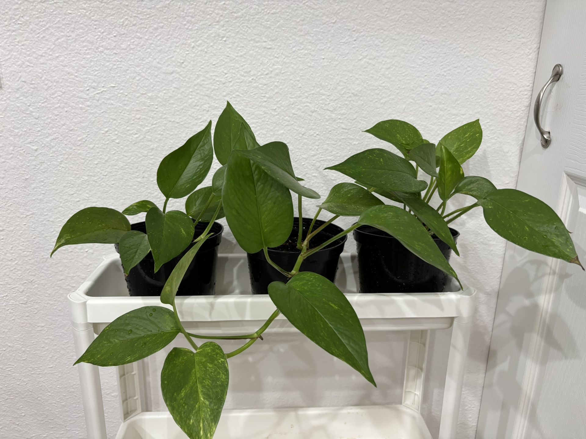 Pothos Plants 6 inch Pot