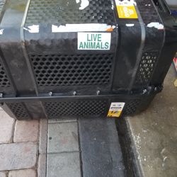 Traver Pefhennel Three Fert Long Big Dog