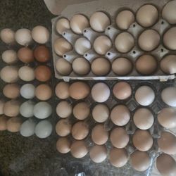 Fresh Chicken Eggs