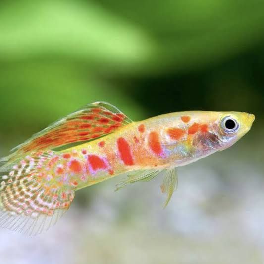 Plants And Guppies