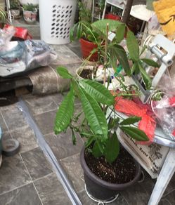 Money tree esta muy grande.