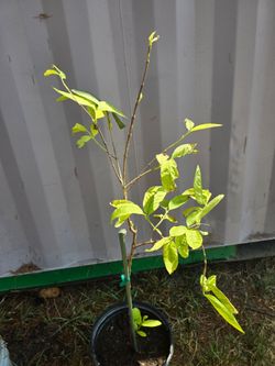 Yellow Guava Guayaba