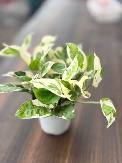 N’Joy Pothos Live Houseplant