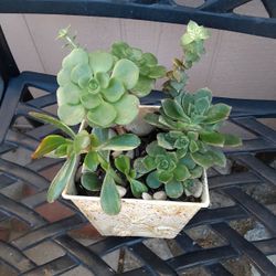 Succulents