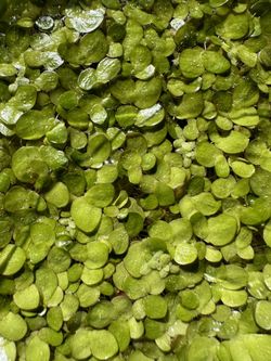 Giant Duckweed