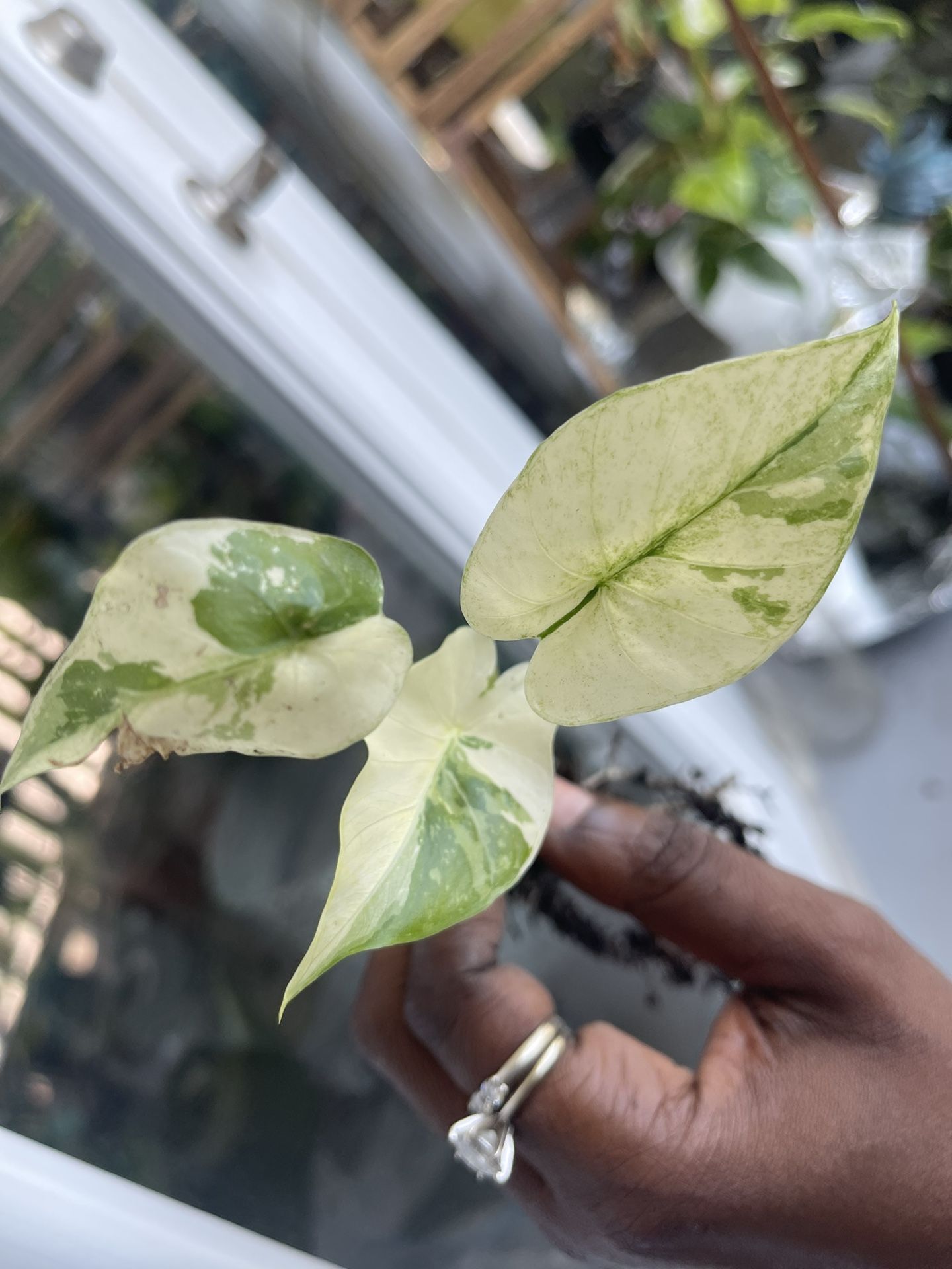 Alocasia Macrorrhiza
