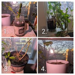 4 Houseplants