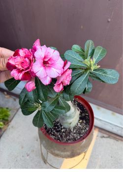 Mature bonsai desert rose in 8” pot