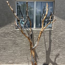 Manzanita Tree