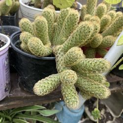 Cactus