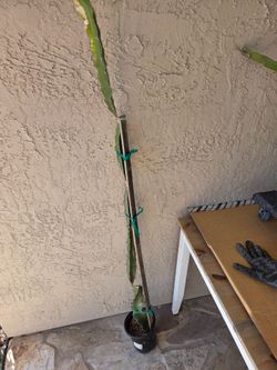 6' Tall Wallace Ranch Grafted Hybrid