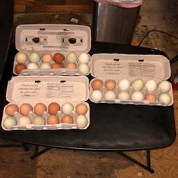 Fresh Eggs