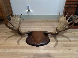 Moose Antler Plaque Mount