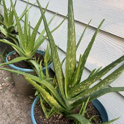 Aloe Vera plants (medium to large)