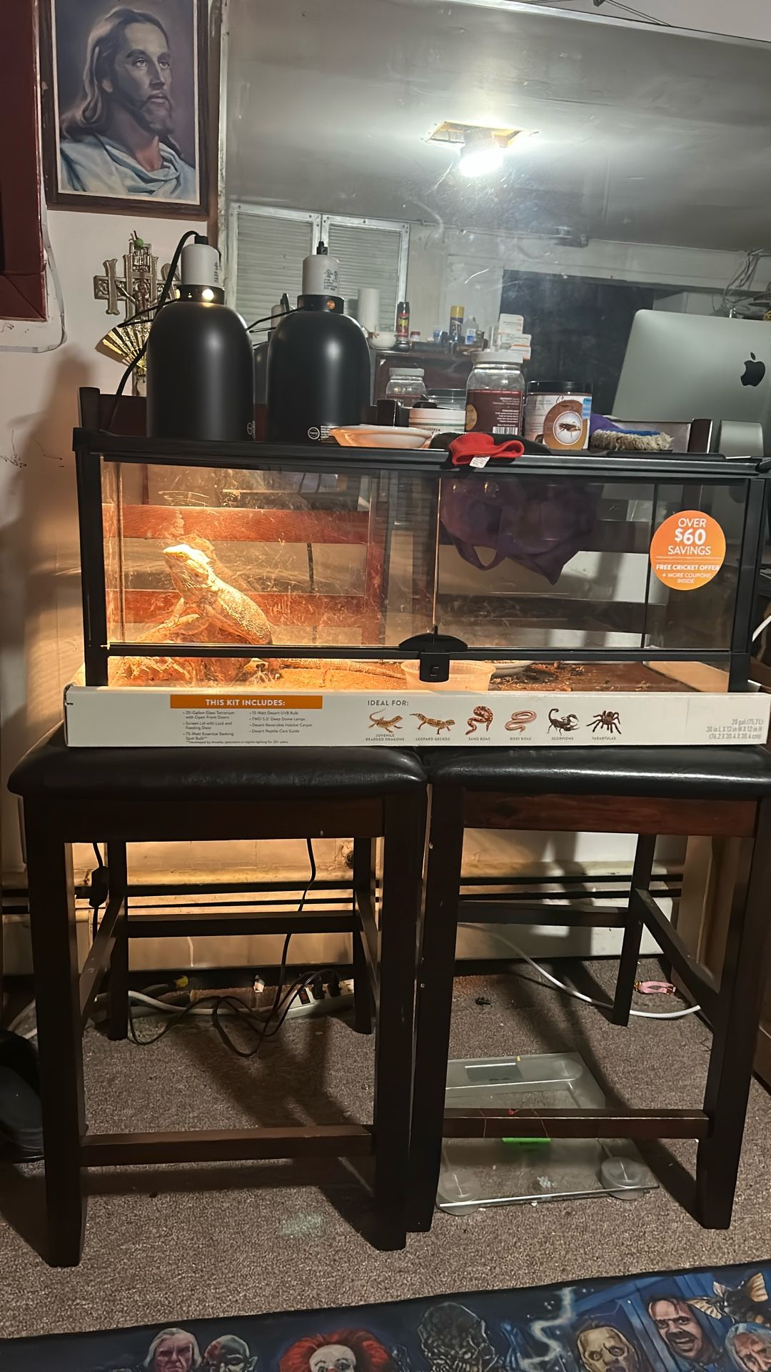 Bearded dragon with tank
