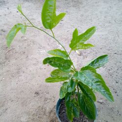 Pasiflora 