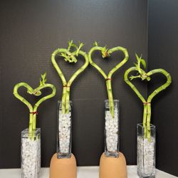 Heart Shaped Lucky Bamboo Plant ($10 each ,15”tall )