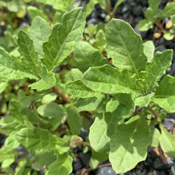 15 Plants Organic Mexican  Epazote Herb Non GMO Live Plant
