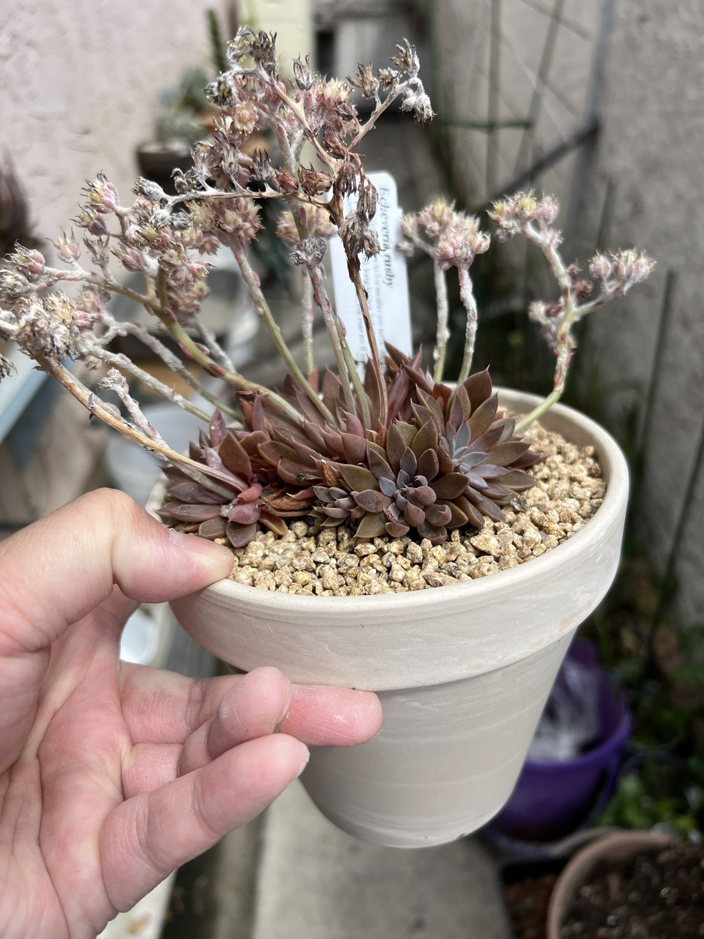 Echeveria Rusby In Terracotta