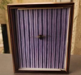 Taxidermy framed art!