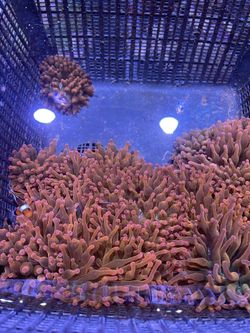 Saltwater Reef Decorations - Marine Corals
