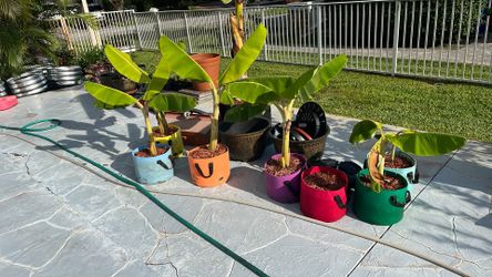 Banana Plants in colorful, breathable, non woven 5 gallon fabric pots