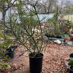 Fire Stick succulent Plant UV