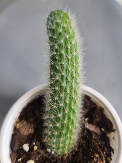 Monkey Tail Cactus