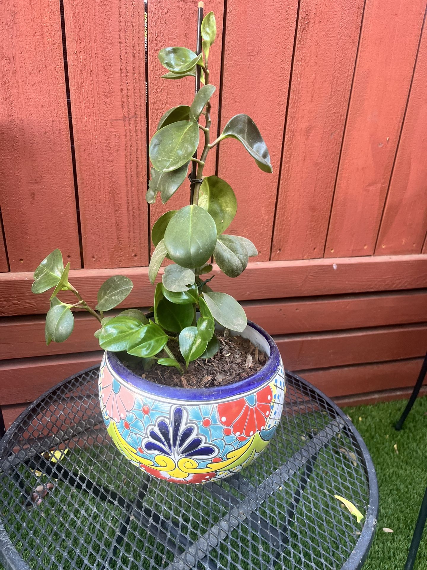 Talavera Pot with Plant