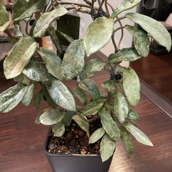 Hoya Gray Ghost