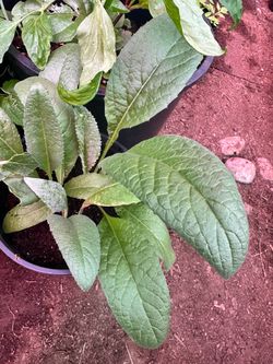 Global Green Artichoke plants