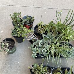 Weekend Plant Succulents Sale