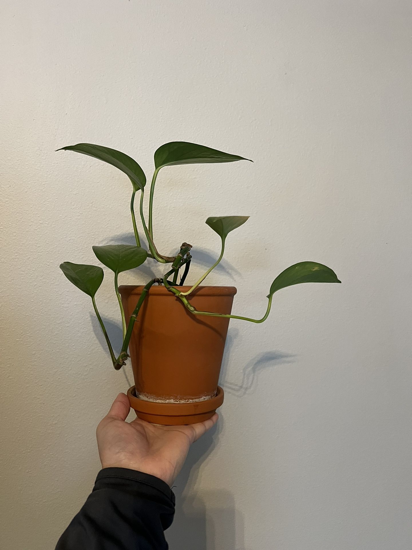 House Plant