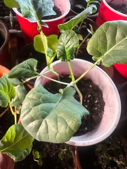 Collard greens