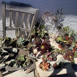‼️🌵🪻Moving-out PLANTS SALE! Everything Must Go‼️🌱🪴