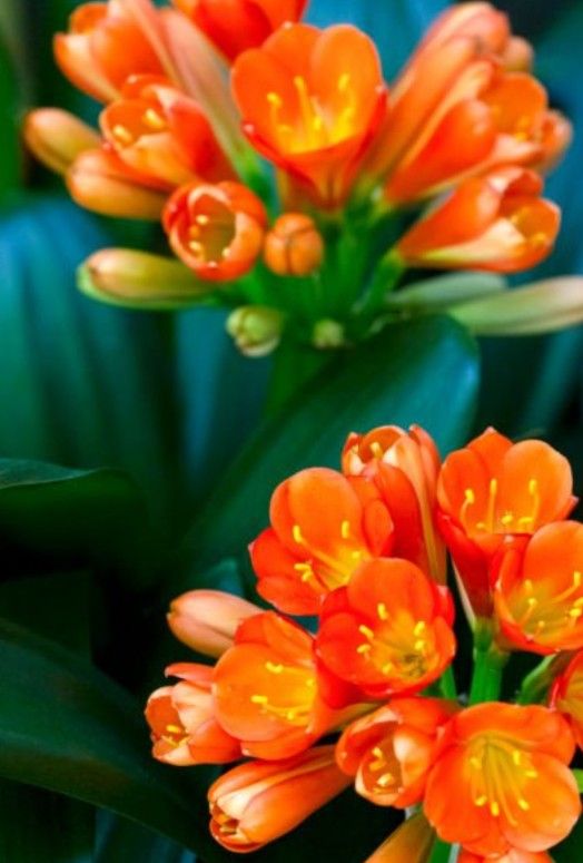 Clivia Plant