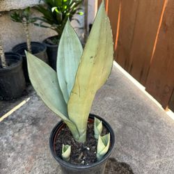Moonshine Snake Plant 