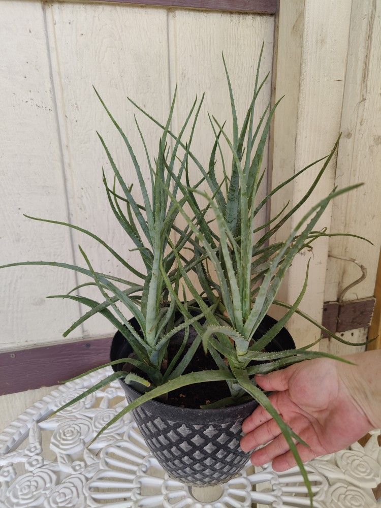 CLIMBING ALOEVERA PLANT / $10 / SABILA TREPADORA / NELLIS BLVD & CHEYENNE AVE.