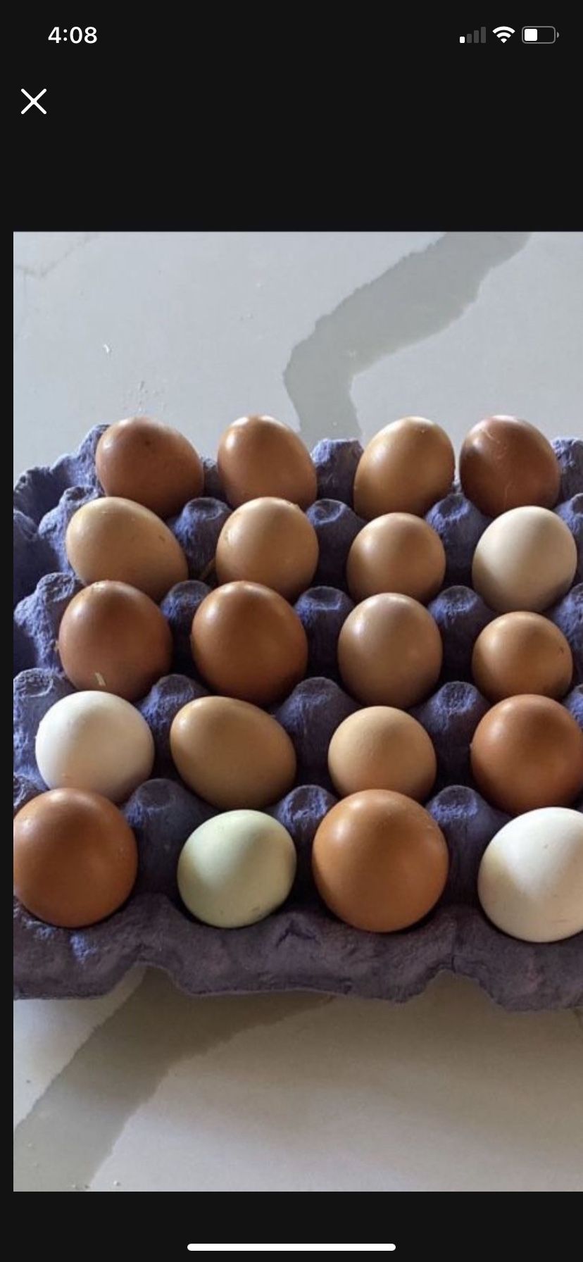 Fresh Eggs