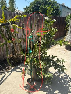 Dragón fruit plant-Sugar Dragon over 4ft