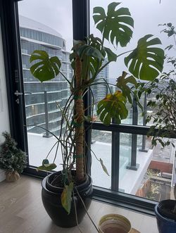 Live Monstera Plant (swiss Cheese) Planter Included 