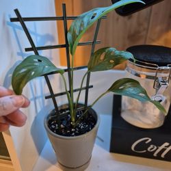 Monstera Adansonii Narrow Form Leaf Plant 