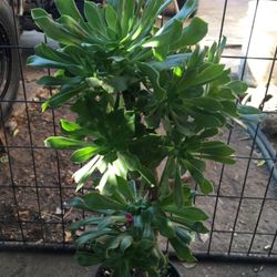 Suculenta