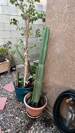 Plantas en venta txt para precios