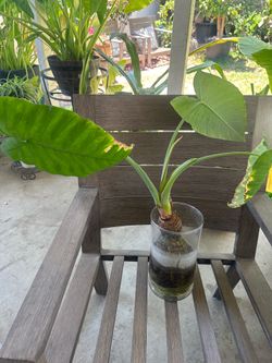 Elephant Ear Plant