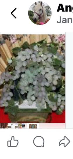 Large jade grape tree