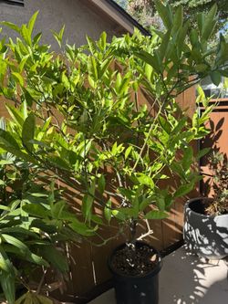 Oro Blanco Grapefruit Tree